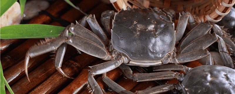 螃蟹不吃东西能活多少天？家里养螃蟹应该吃什么